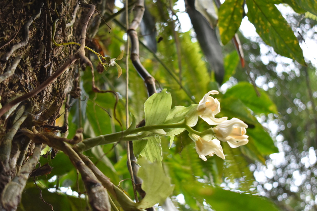 Chysis bractescens; photograph (c) Adriana García Ramírez, some rights reserved (CC BY)