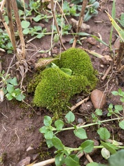 Weissia brachycarpa