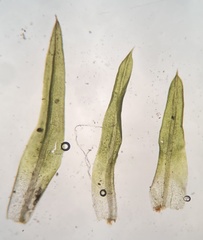 Weissia brachycarpa