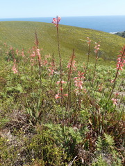 Watsonia fourcadei