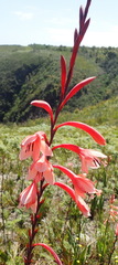 Watsonia fourcadei