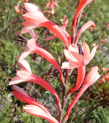 Watsonia fourcadei