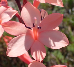 Watsonia fourcadei