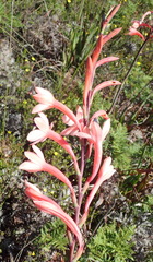Watsonia fourcadei
