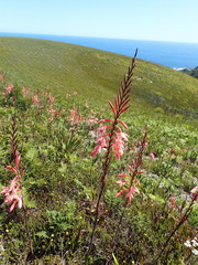 Watsonia fourcadei