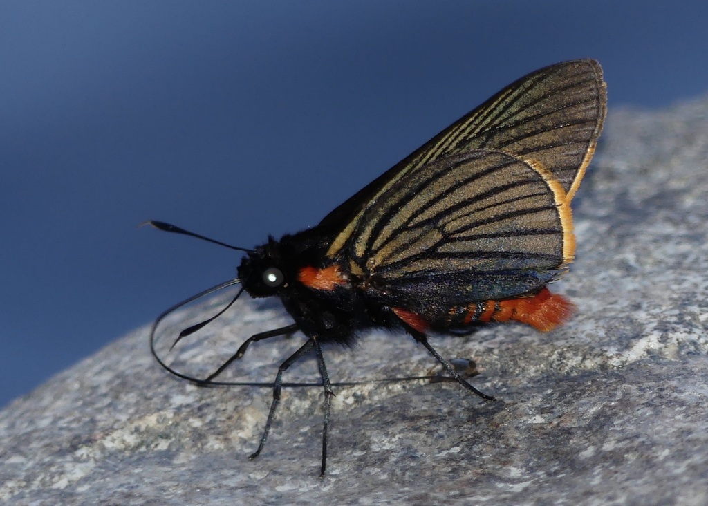 Pyrrhopygopsis quispica