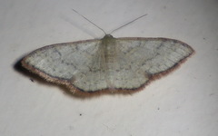 Idaea coercita