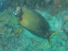 Acanthurus pyroferus