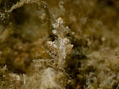 Eubranchus mandapamensis