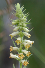 Digitalis viridiflora