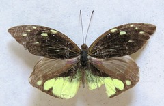 Lieinix nemesis atthis