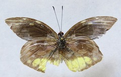 Lieinix nemesis atthis