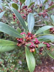 Ternstroemia