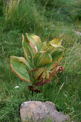 Veratrum lobelianum