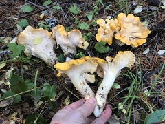 Cantharellus cascadensis