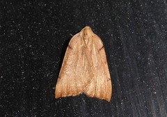 Sestra humeraria
