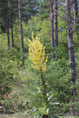 Verbascum speciosum megaphlomos