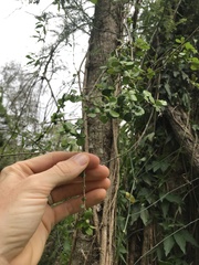 Planchonella cotinifolia