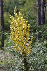 Verbascum speciosum megaphlomos
