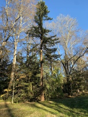 Sequoia