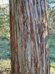 Sequoia
