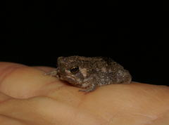 Breviceps