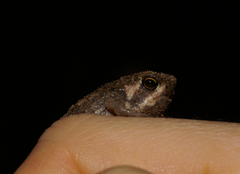 Breviceps