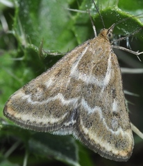 Pyrausta limbopunctalis