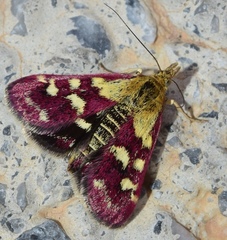 Pyrausta ostrinalis