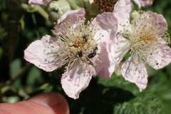 Rubus cissburiensis