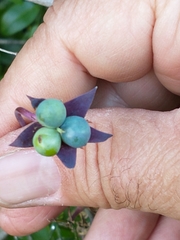 Tropaeolum pentaphyllum