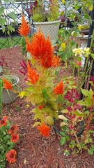 Celosia argentea plumosa