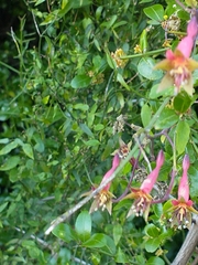 Tropaeolum pentaphyllum
