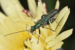Oedemera nobilis