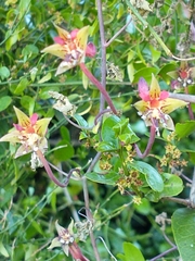 Tropaeolum pentaphyllum