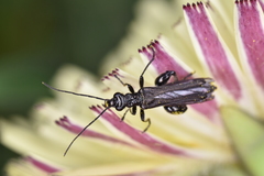 Oedemera atrata