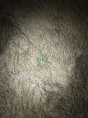 Hesperoyucca whipplei