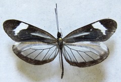 Dismorphia theucharila fortunata