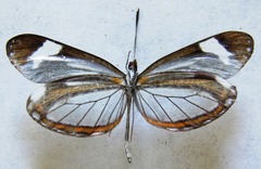 Dismorphia theucharila fortunata