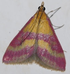 Pyrausta sanguinalis