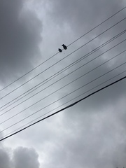 Hemiphaga novaeseelandiae