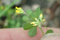 Trifolium micranthum