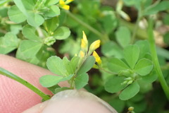 Trifolium micranthum