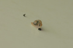 Helicarion perfragilis