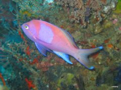 Pseudanthias pleurotaenia