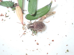 Pilacolaspis huttoni