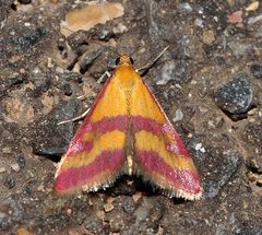 Pyrausta sanguinalis