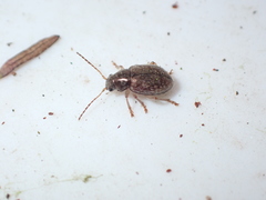 Pilacolaspis huttoni