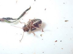 Pilacolaspis huttoni