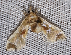 Leucinodes laisalis